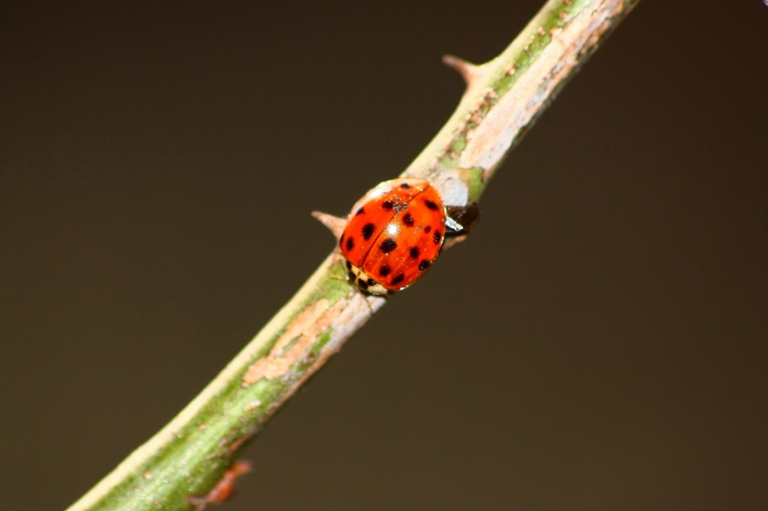 Coccinella: Harmonia axyridis